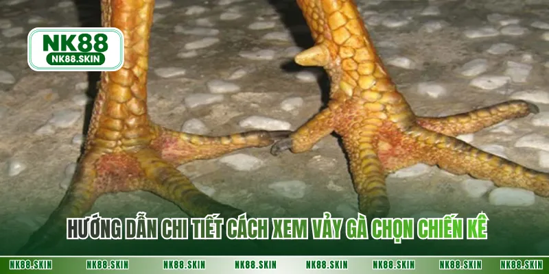 Hướng dẫn chi tiết cách xem vảy gà chọn chiến kê